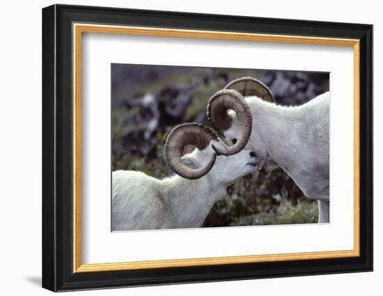 Dall Sheep, Dall Ram, Wildlife, Denali National Park, Alaska, USA-Gerry Reynolds-Framed Photographic Print