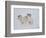 Dall Sheep Rams, Arctic National Wildlife Refuge, Alaska, USA-Hugh Rose-Framed Photographic Print