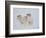 Dall Sheep Rams, Arctic National Wildlife Refuge, Alaska, USA-Hugh Rose-Framed Photographic Print