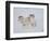 Dall Sheep Rams, Arctic National Wildlife Refuge, Alaska, USA-Hugh Rose-Framed Photographic Print