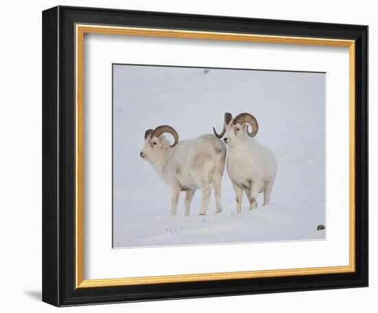 Dall Sheep Rams, Arctic National Wildlife Refuge, Alaska, USA-Hugh Rose-Framed Photographic Print