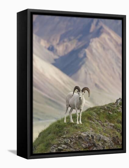 Dall Sheep Rams, Denali National Park, Alaska, USA-Hugh Rose-Framed Premier Image Canvas