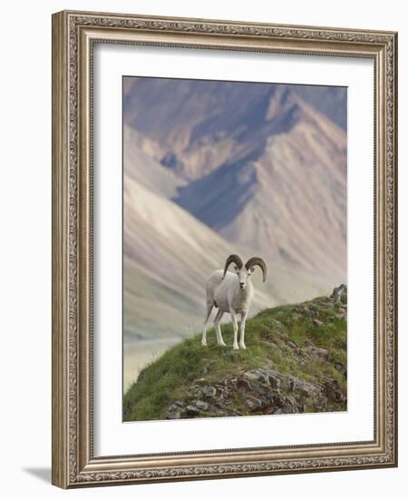 Dall Sheep Rams, Denali National Park, Alaska, USA-Hugh Rose-Framed Photographic Print