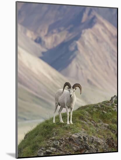 Dall Sheep Rams, Denali National Park, Alaska, USA-Hugh Rose-Mounted Photographic Print