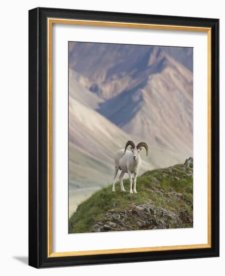 Dall Sheep Rams, Denali National Park, Alaska, USA-Hugh Rose-Framed Photographic Print