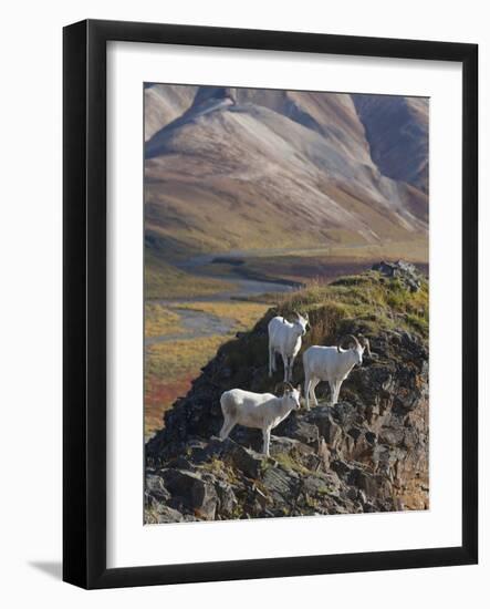 Dall Sheep Rams, Denali National Park, Alaska, USA-Hugh Rose-Framed Photographic Print