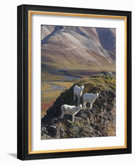 Dall Sheep Rams, Denali National Park, Alaska, USA-Hugh Rose-Framed Photographic Print