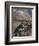 Dall Sheep Rams, Denali National Park, Alaska, USA-Hugh Rose-Framed Photographic Print