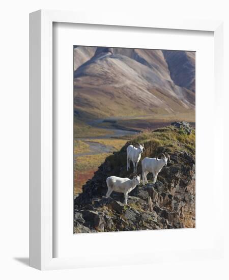 Dall Sheep Rams, Denali National Park, Alaska, USA-Hugh Rose-Framed Photographic Print