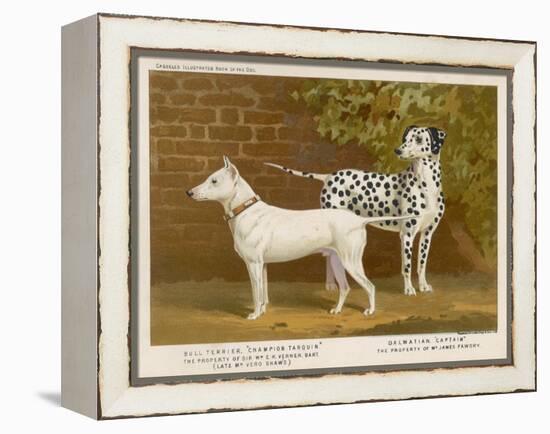 Dalmatian and a Bull Terrier Stand Side by Side Gazing at Something in the Distance-null-Framed Stretched Canvas