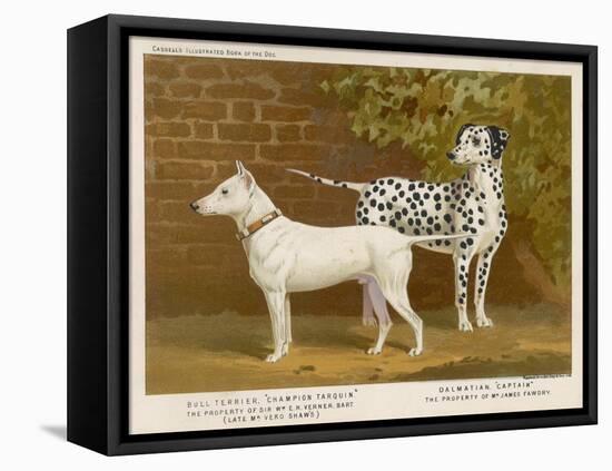 Dalmatian and a Bull Terrier Stand Side by Side Gazing at Something in the Distance-null-Framed Stretched Canvas