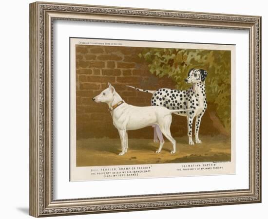 Dalmatian and a Bull Terrier Stand Side by Side Gazing at Something in the Distance-null-Framed Art Print