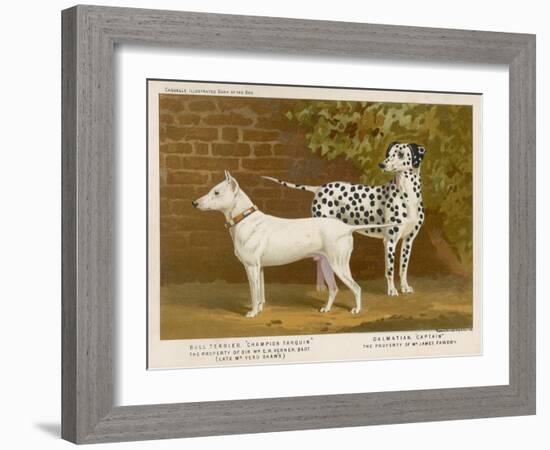 Dalmatian and a Bull Terrier Stand Side by Side Gazing at Something in the Distance-null-Framed Art Print