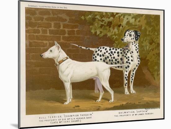 Dalmatian and a Bull Terrier Stand Side by Side Gazing at Something in the Distance-null-Mounted Art Print