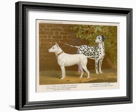 Dalmatian and a Bull Terrier Stand Side by Side Gazing at Something in the Distance-null-Framed Art Print