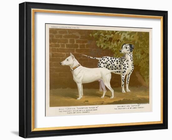 Dalmatian and a Bull Terrier Stand Side by Side Gazing at Something in the Distance-null-Framed Art Print