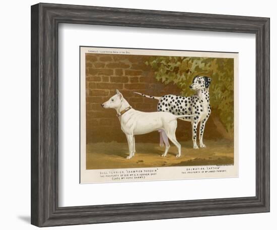 Dalmatian and a Bull Terrier Stand Side by Side Gazing at Something in the Distance-null-Framed Art Print