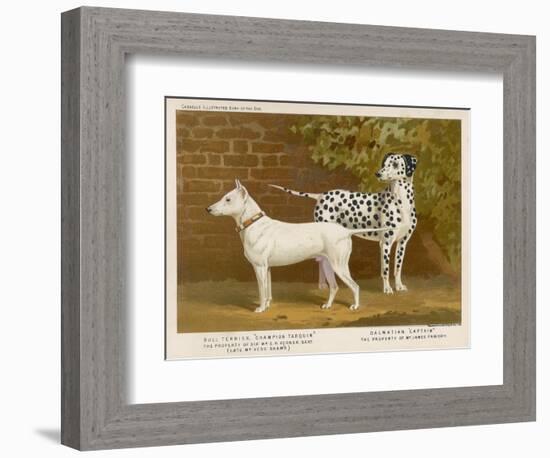 Dalmatian and a Bull Terrier Stand Side by Side Gazing at Something in the Distance-null-Framed Art Print