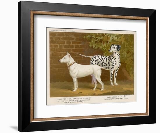 Dalmatian and a Bull Terrier Stand Side by Side Gazing at Something in the Distance-null-Framed Art Print