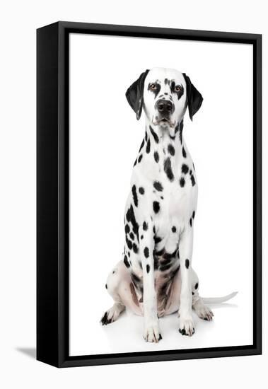 Dalmatian Dog Portrait-Jagodka-Framed Premier Image Canvas