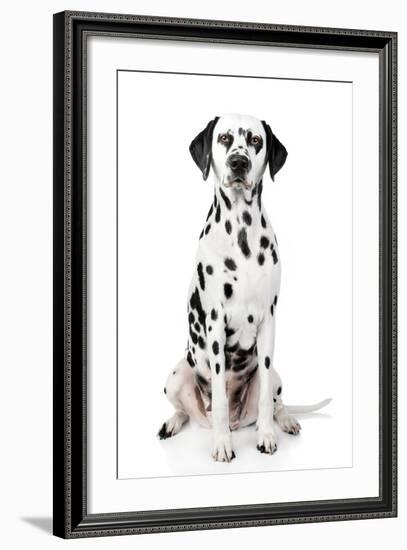 Dalmatian Dog Portrait-Jagodka-Framed Photographic Print