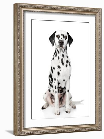 Dalmatian Dog Portrait-Jagodka-Framed Photographic Print