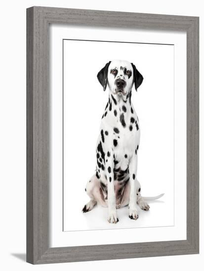 Dalmatian Dog Portrait-Jagodka-Framed Photographic Print