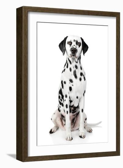 Dalmatian Dog Portrait-Jagodka-Framed Photographic Print