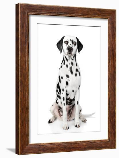 Dalmatian Dog Portrait-Jagodka-Framed Photographic Print