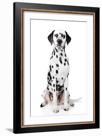 Dalmatian Dog Portrait-Jagodka-Framed Photographic Print