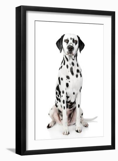 Dalmatian Dog Portrait-Jagodka-Framed Photographic Print