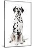 Dalmatian Dog Portrait-Jagodka-Mounted Photographic Print