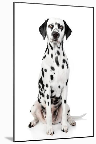 Dalmatian Dog Portrait-Jagodka-Mounted Photographic Print