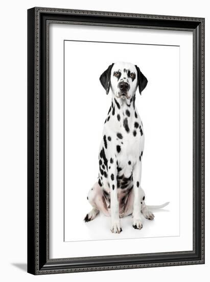 Dalmatian Dog Portrait-Jagodka-Framed Photographic Print