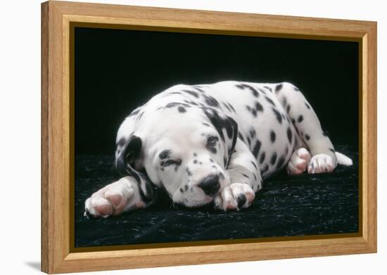 Dalmatian Dog Puppy Asleep-null-Framed Premier Image Canvas