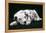 Dalmatian Dog Puppy Asleep-null-Framed Premier Image Canvas