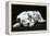 Dalmatian Dog Puppy Asleep-null-Framed Premier Image Canvas