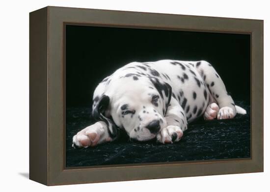 Dalmatian Dog Puppy Asleep-null-Framed Premier Image Canvas