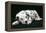 Dalmatian Dog Puppy Asleep-null-Framed Premier Image Canvas