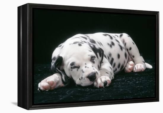 Dalmatian Dog Puppy Asleep-null-Framed Premier Image Canvas