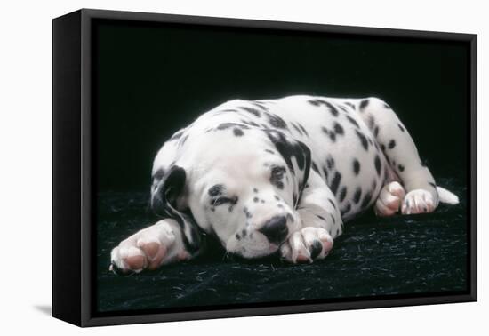 Dalmatian Dog Puppy Asleep-null-Framed Premier Image Canvas