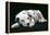 Dalmatian Dog Puppy Asleep-null-Framed Premier Image Canvas