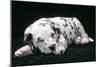 Dalmatian Dog Puppy Asleep-null-Mounted Photographic Print