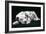 Dalmatian Dog Puppy Asleep-null-Framed Photographic Print