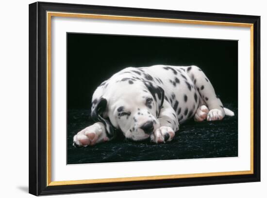 Dalmatian Dog Puppy Asleep-null-Framed Photographic Print