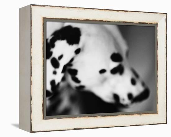 Dalmatian Dog-Henry Horenstein-Framed Premier Image Canvas