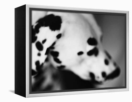 Dalmatian Dog-Henry Horenstein-Framed Premier Image Canvas