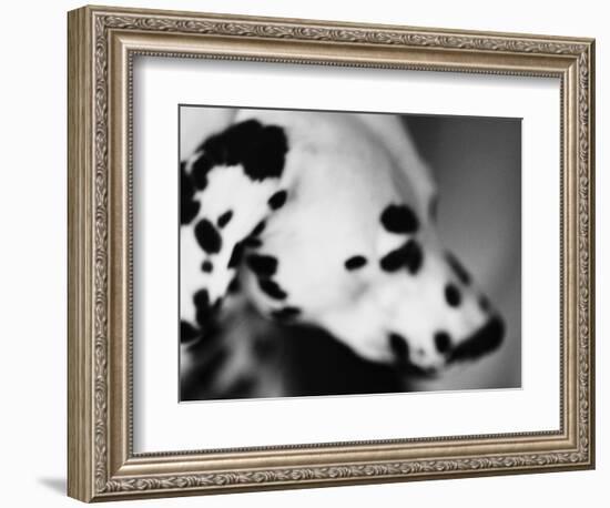 Dalmatian Dog-Henry Horenstein-Framed Photographic Print