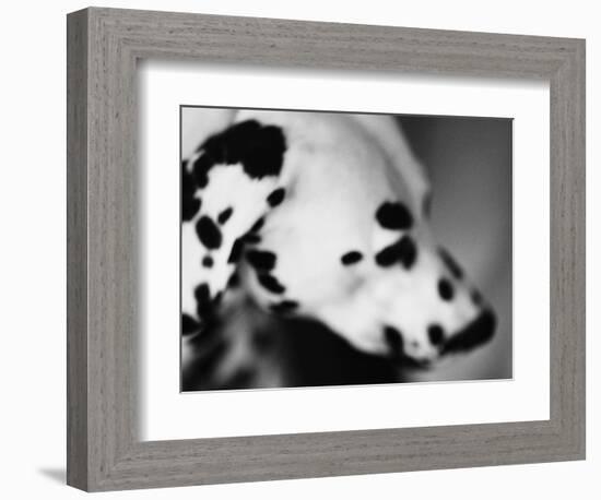 Dalmatian Dog-Henry Horenstein-Framed Photographic Print