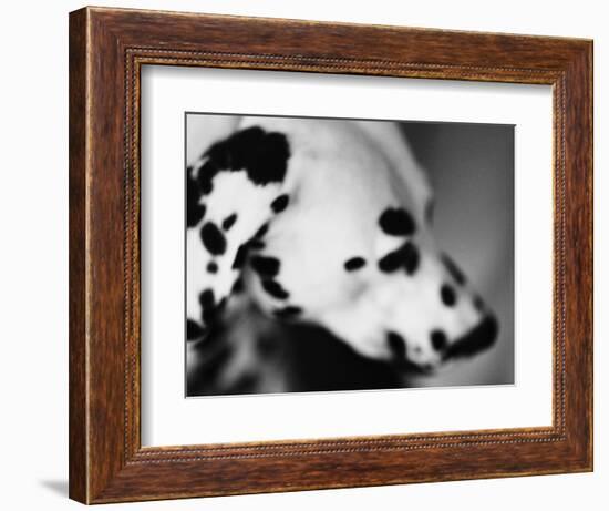 Dalmatian Dog-Henry Horenstein-Framed Photographic Print